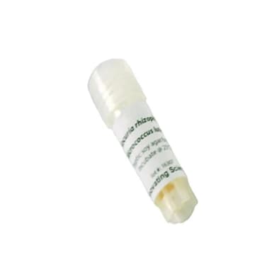 E. Coli Freeze Dried W/O Transfer Media